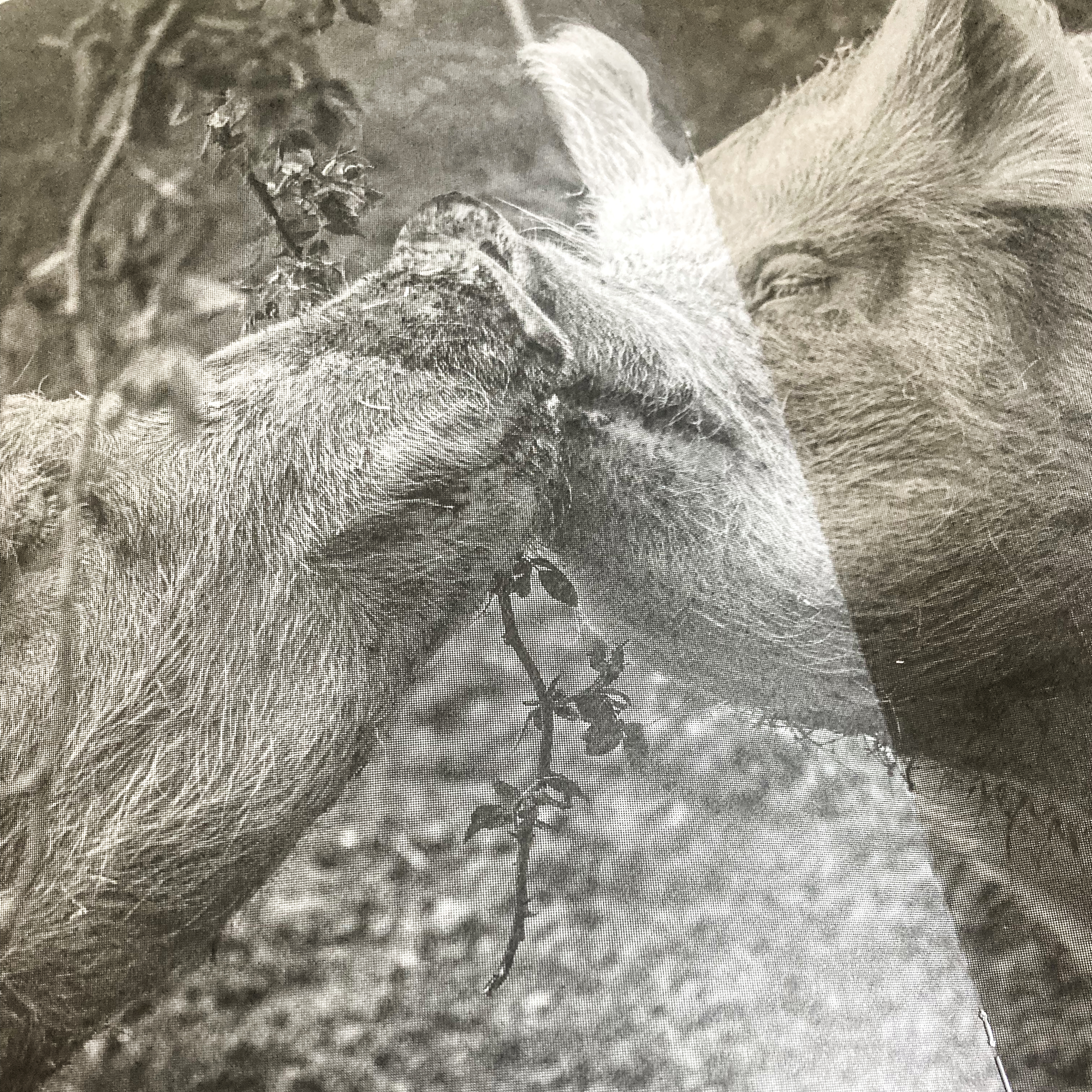 Religion, Sozialismus, Kritik