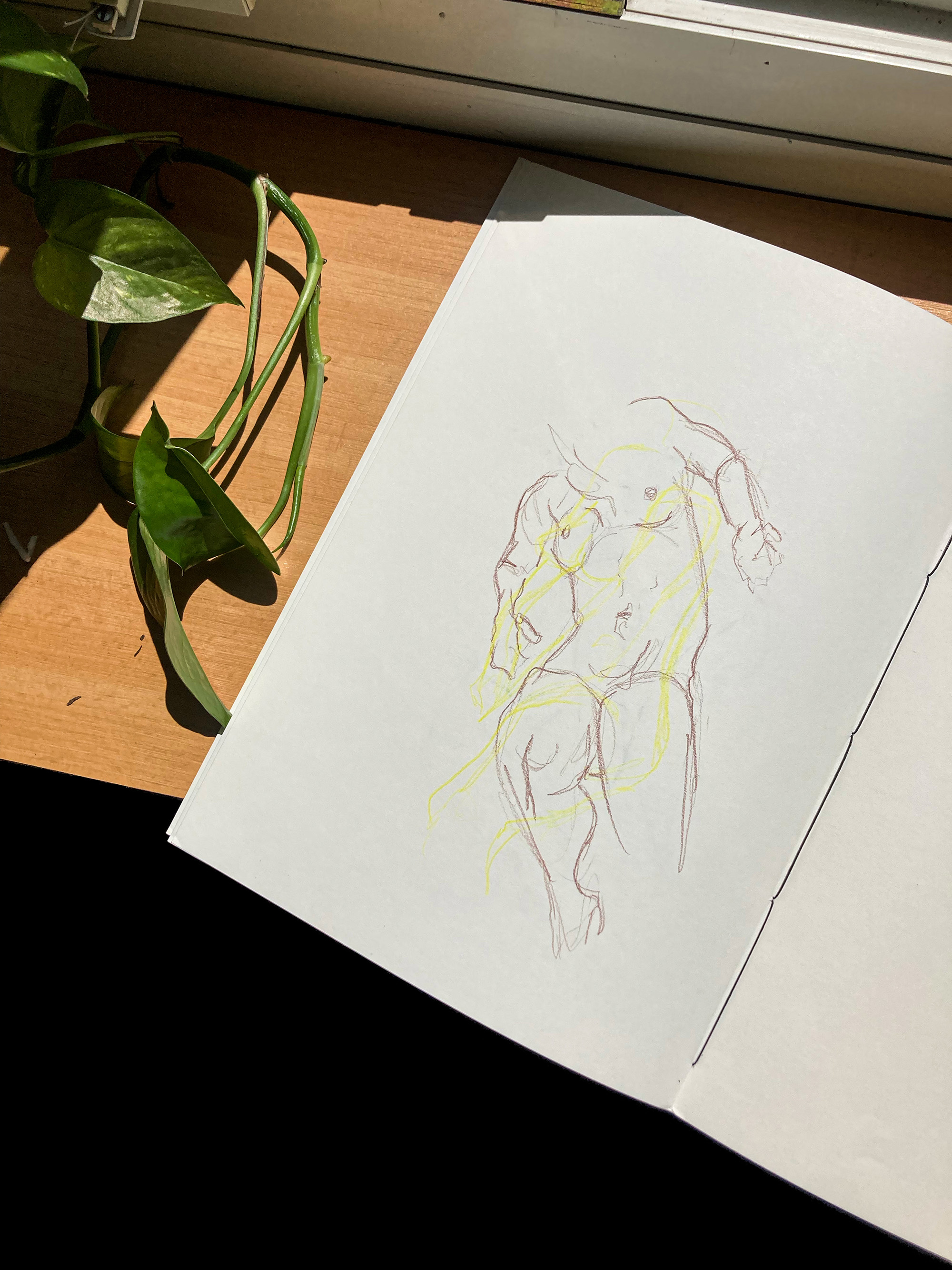 Anatomy studies